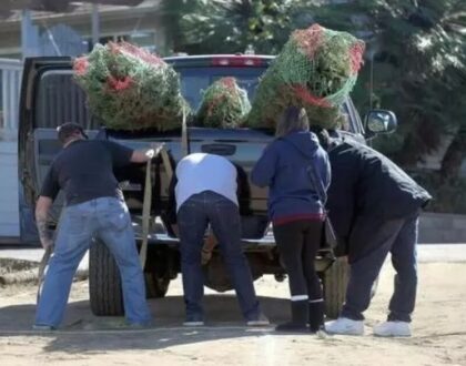 How to recycle your Christmas tree a guide for San