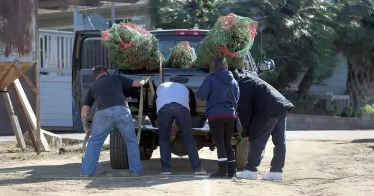 How to recycle your Christmas tree a guide for San