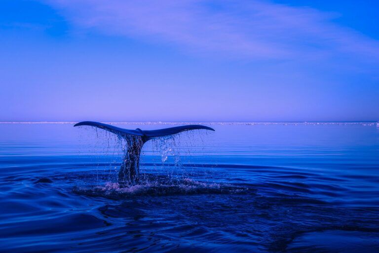Ethereum ETH Whales Accumulate Little Known Altcoin After Coinbase Listing