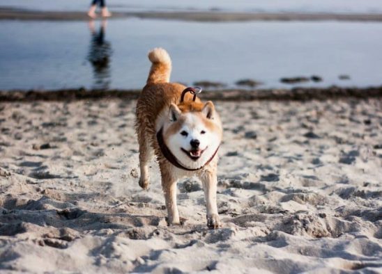 Shiba Inu overtakes Avalanche by market cap after some mid-week upside